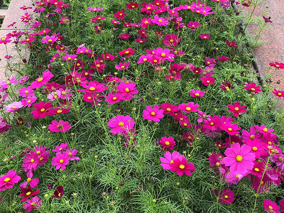 崇州市鲜花绿植公司|绿化道路设计